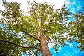 Best Emergency Tree Removal  in Mec, CA