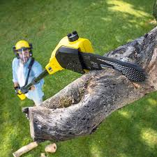 Best Tree Cabling and Bracing  in Mec, CA