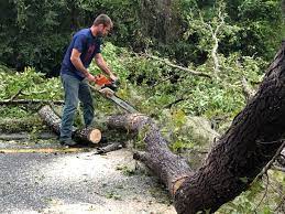 Best Stump Grinding and Removal  in Mec, CA
