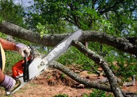 Professional Tree Care in Mecca, CA