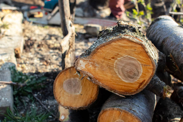 Best Tree Health Inspection  in Mec, CA