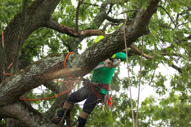 Professional Tree Care in Mecca, CA