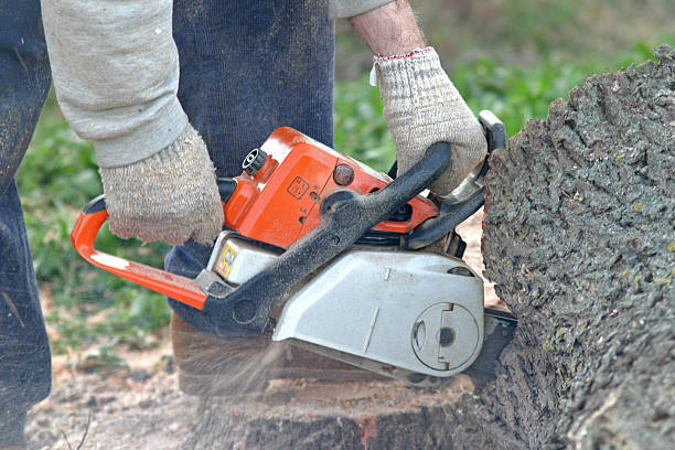 Best Leaf Removal  in Mec, CA