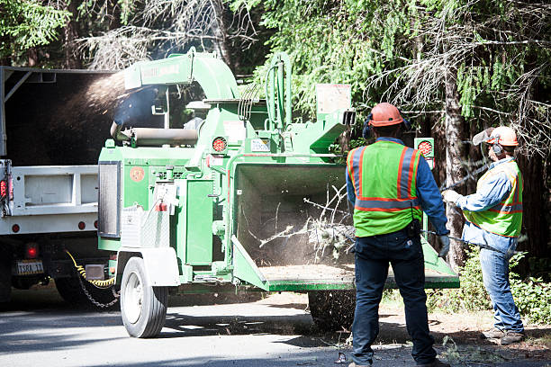 Best Tree and Shrub Care  in Mec, CA