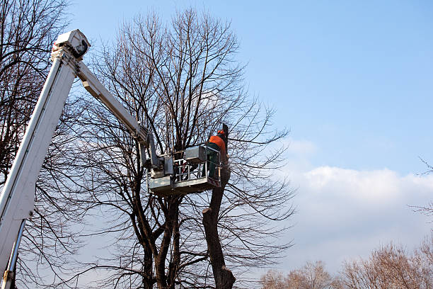 Best Tree Trimming and Pruning  in Mec, CA