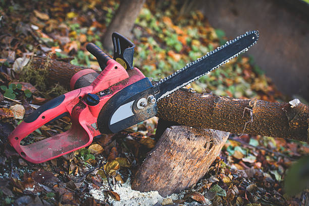Best Stump Grinding and Removal  in Mec, CA