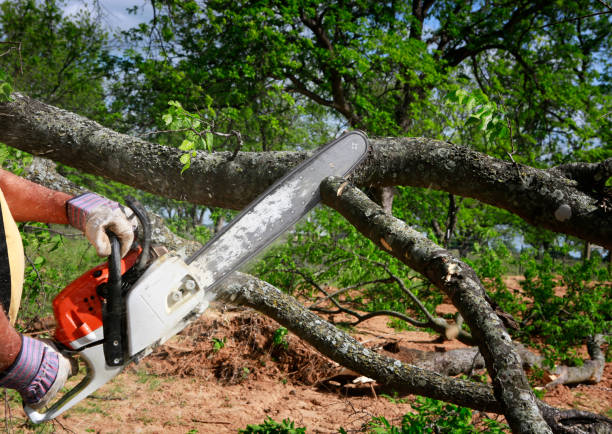 Best Hazardous Tree Removal  in Mec, CA