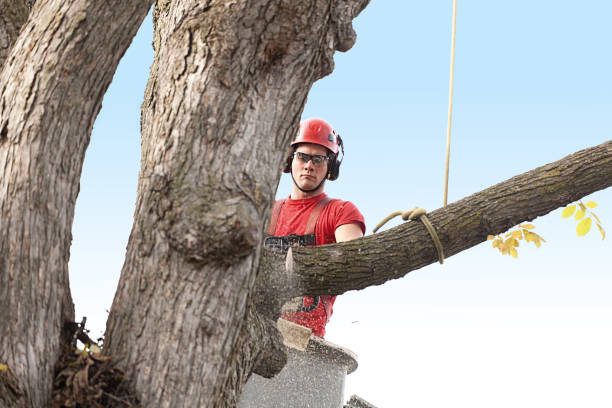 Best Root Management and Removal  in Mec, CA